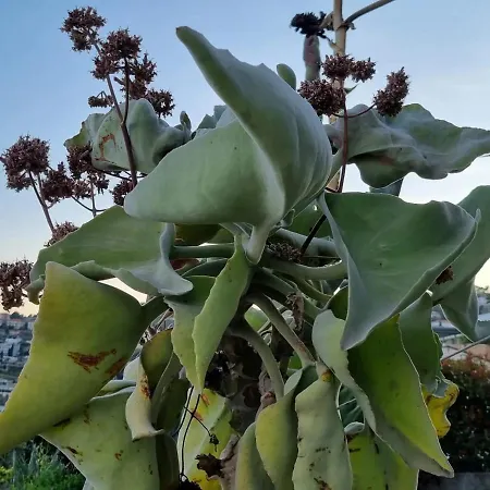 La Tuffatrice Çiftlik konaklama Imperia