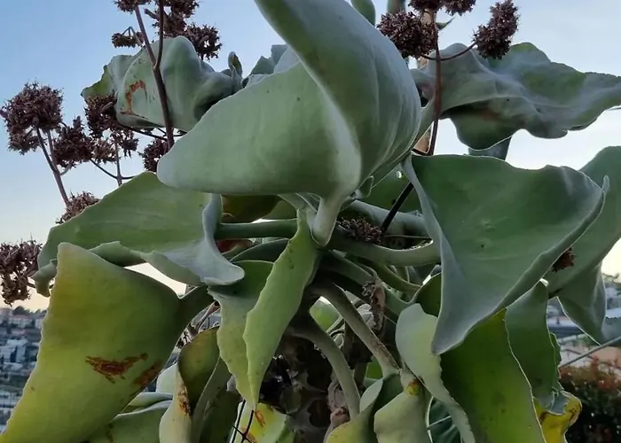 La Tuffatrice Alloggio per agriturismo Imperia